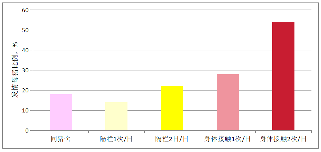 不同形式和次数接触公猪10天对母猪发情的影响