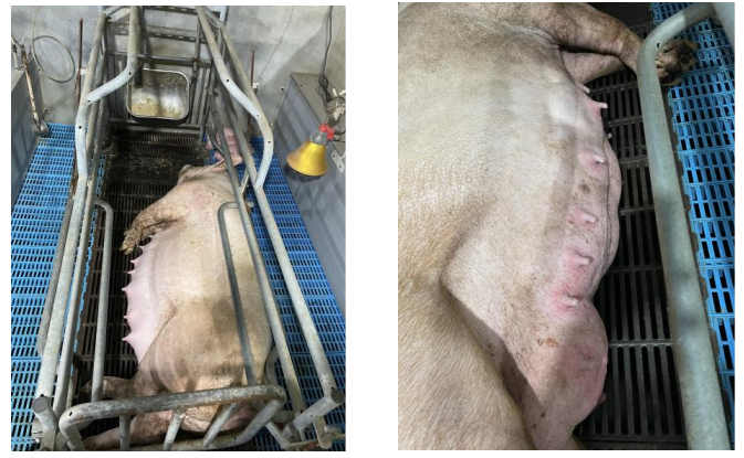 猪场是如何进行寄养调栏操作的？这六大误区，你犯了吗？