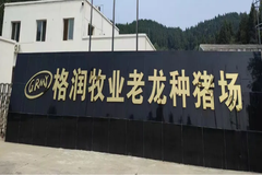 格润牧业：逆境养猪，成就种猪繁育新篇章