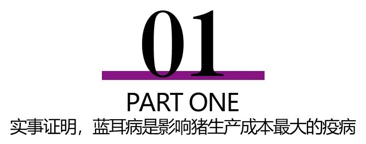 蓝耳病是影响猪生产成本最大的疾病
