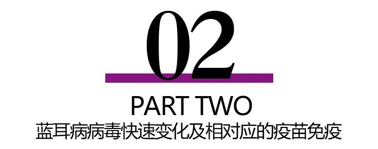 蓝耳病毒快速变化