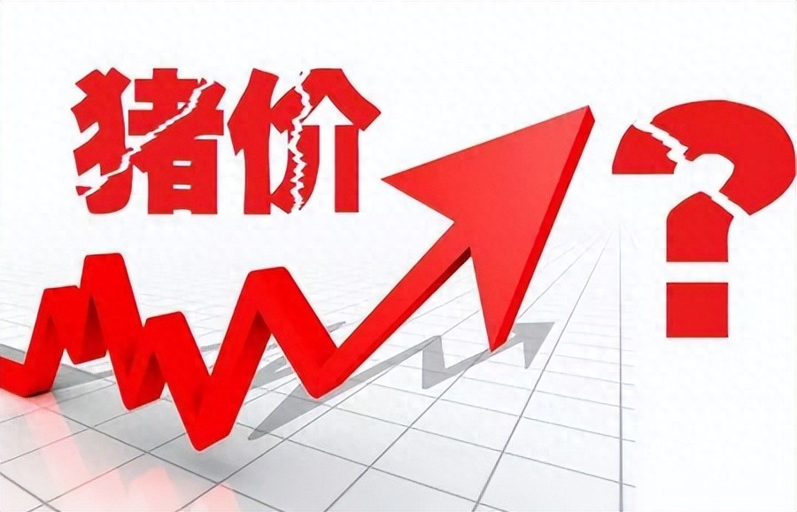 年末猪价企稳16元！业内预测：2025年猪价或运行在13-16元！