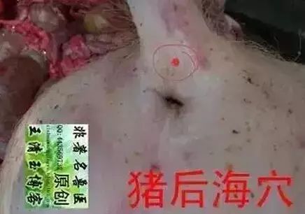 猪打针