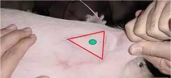太详细了！猪身上所有部位注射方法和注意事项