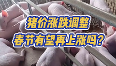 1月27日生猪价格：猪价涨跌拉扯，北方局地小幅上调，春节期间有望再上涨吗？