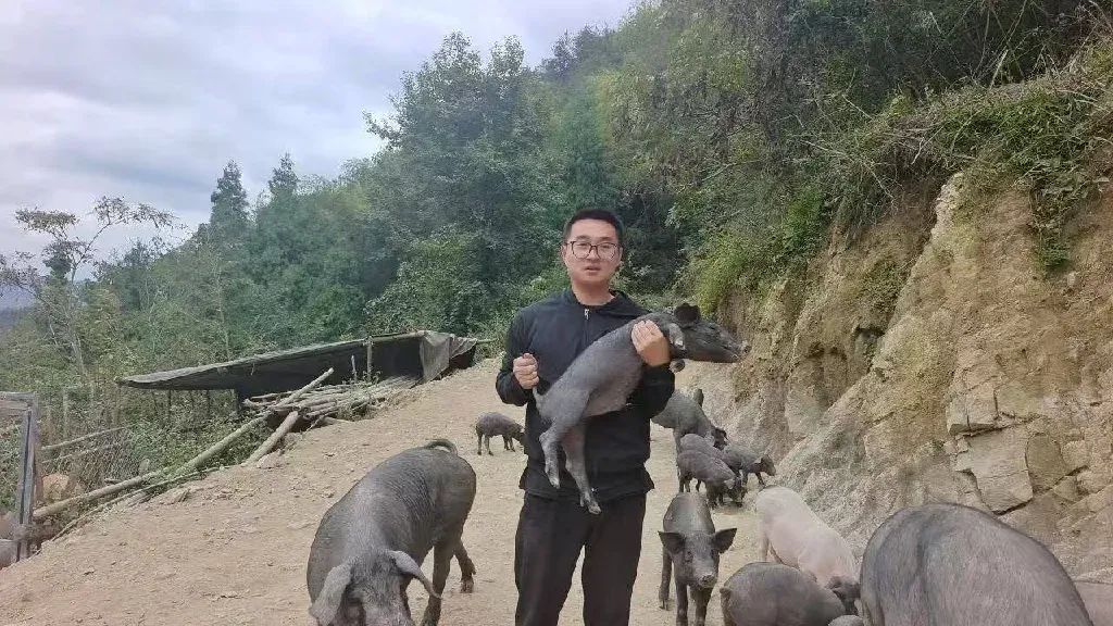 如何从“门外汉”成为一名“猪倌”的？黄涌超这样说