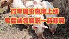 2月2日生猪价格：猪价稳定上涨，年后猪价走势如何？