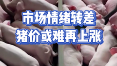 2月3日生猪价格：春节假期渐入尾声，市场需求逐渐较少，猪价或难再上涨？