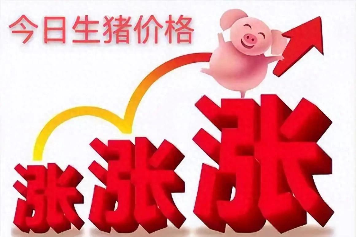 春节猪价不降反升！2月4日生猪价格连涨不断，明日涨势能否延续？