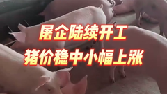 2月4日生猪价格：屠企陆续开工，猪价小幅上涨！
