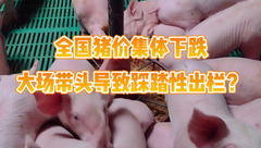 2月6日生猪价格：集体下跌！大场抢跑出栏，引来散户踩踏性出栏？