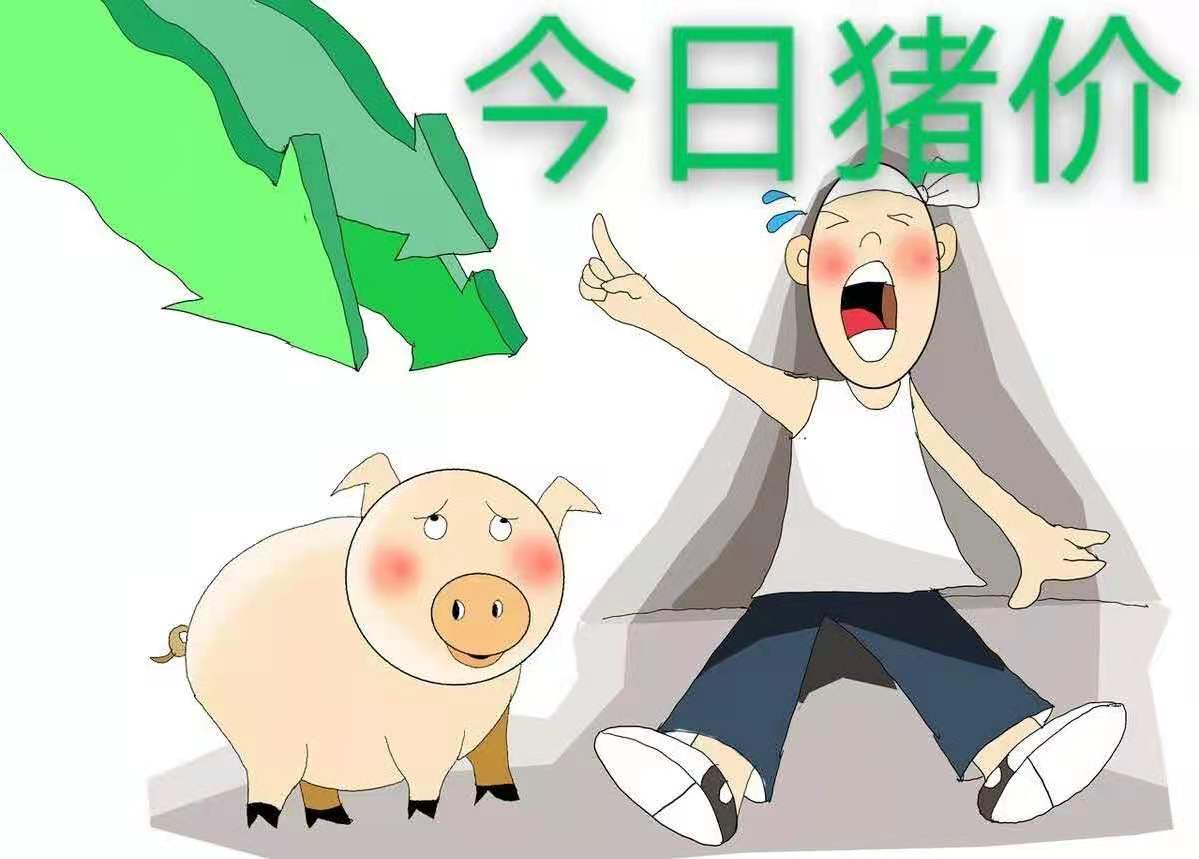 2月7日生猪价格：全线崩盘！猪价下跌风暴掀起，15元要兜不住了？