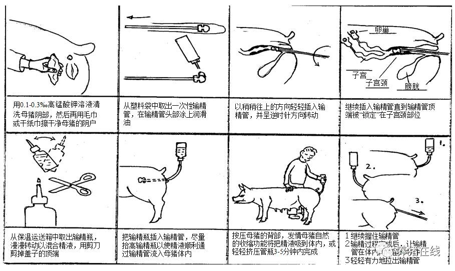 输精操作