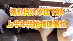 2月8日生猪价格：持续承压下跌，上半年猪价恐怕再难回高位！