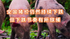 2月9日生猪价格：下跌速度放缓，未来一周能否止跌回弹？
