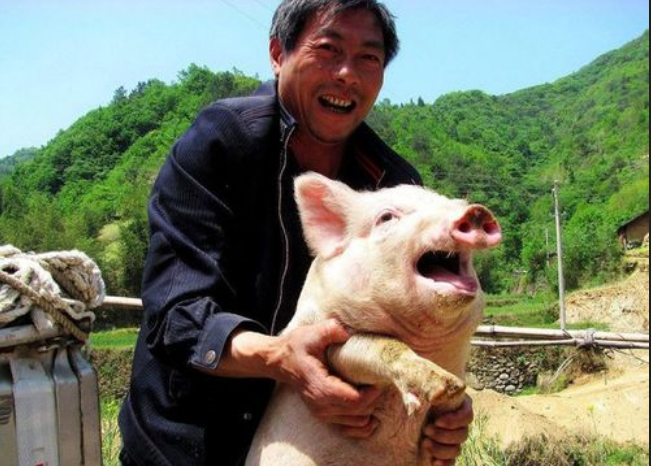 豆粕价格“涨疯了”！仔猪价格“岌岌可危”，二次育肥开始下场！