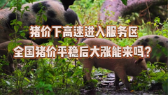 2月11日生猪价格：局地开始飘红，接下来会迎来一波涨势吗？