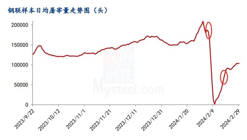 机构监测：2月规模企业日均出栏同比增加3.43%！猪价下行或更加明显？