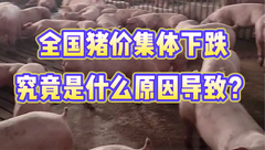 2月12日生猪价格：全面下跌，多地猪价下跌超5毛，为啥突然跌这么猛？