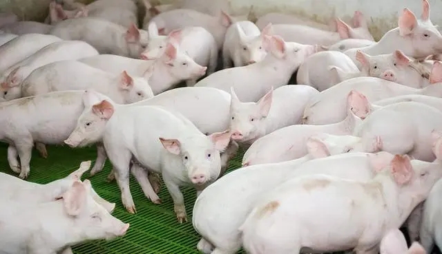 2025年02月12日全国各省市内三元生猪价格，饲料价格涨势凶凶，猪价何时止跌反弹？