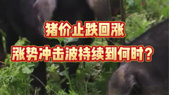 2月14日生猪价格：触底反弹，这波上涨能持续多久？