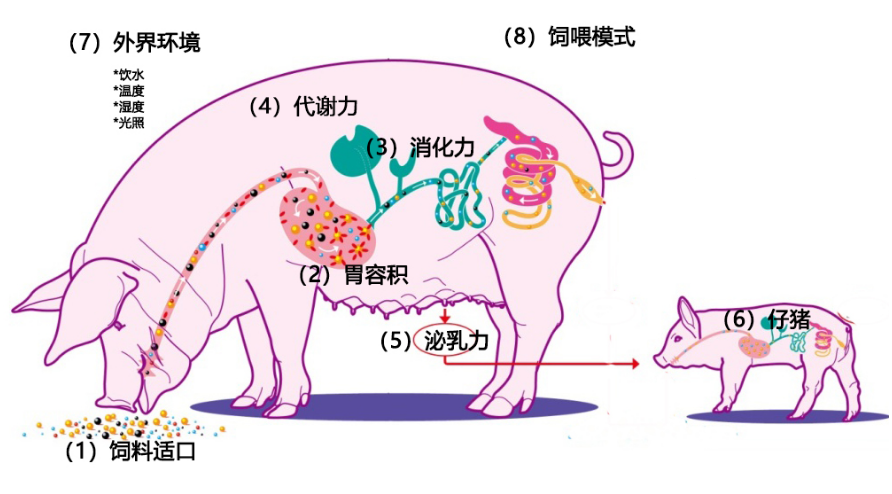 影响哺乳母猪采食量因素