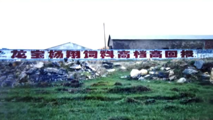 扬翔饲料