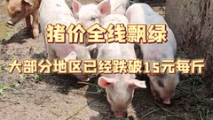 2月16日生猪价格：全线飘绿！全国均价跌破15元每斤，猪价何时迎来春天？