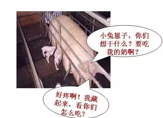 母猪奶水不足症状