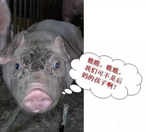 母猪奶水不足症状