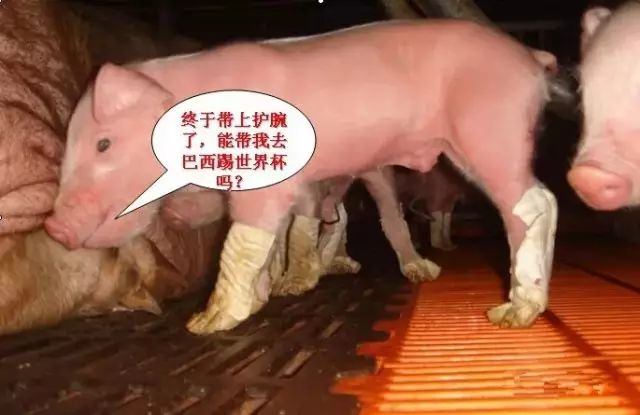 母猪奶水不足症状