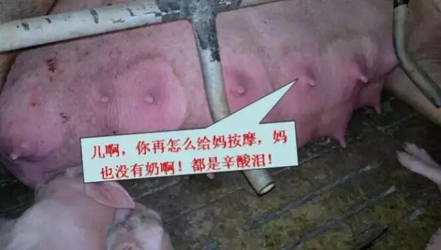 母猪奶水不足症状