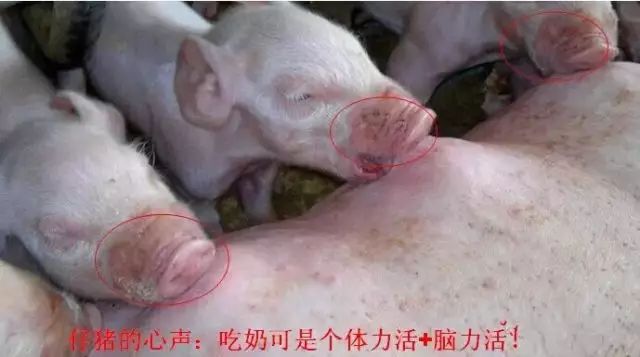 母猪奶水不足症状