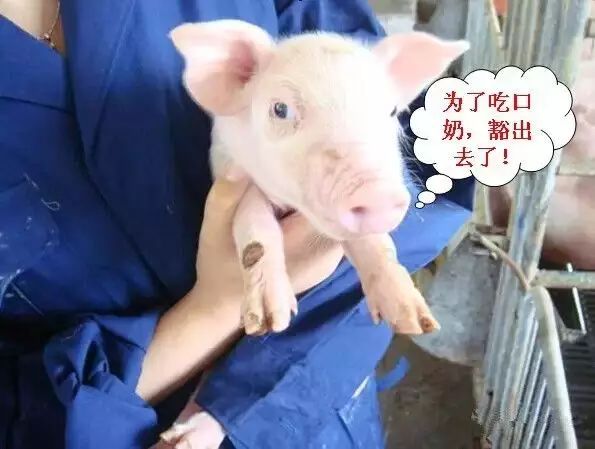 母猪奶水不足症状