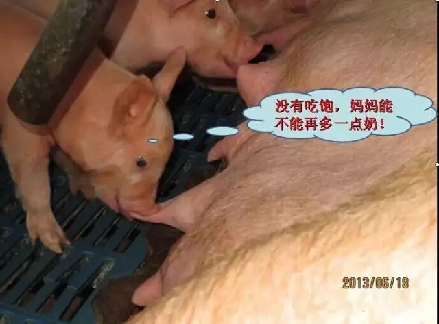 母猪奶水不足症状