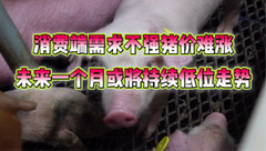 2月19日生猪价格：消费供应失衡！上涨或后劲不足，短暂猪价仍将以震荡下行为主！