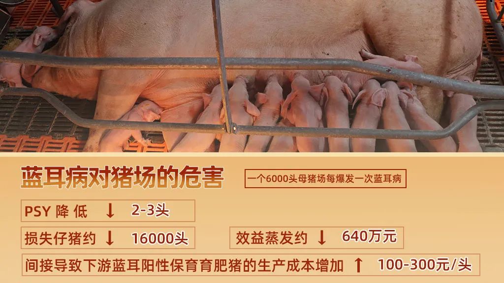 蓝耳病对猪的危害