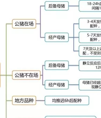 【青年母猪九段二期】之炼苗配种阶段管理技术