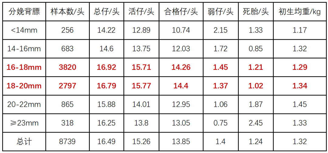 精准调控母猪背膘：解锁生产效率的倍增密码