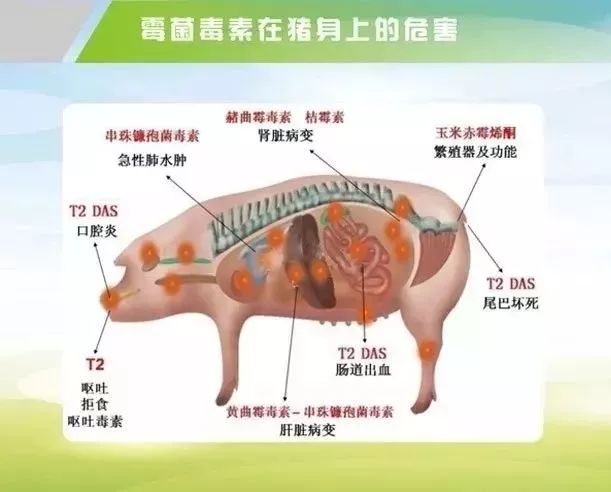霉菌毒素10大危害，养猪人一定要看一看！
