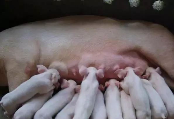 拯救新生仔猪！5项关键措施，有效降低死亡率