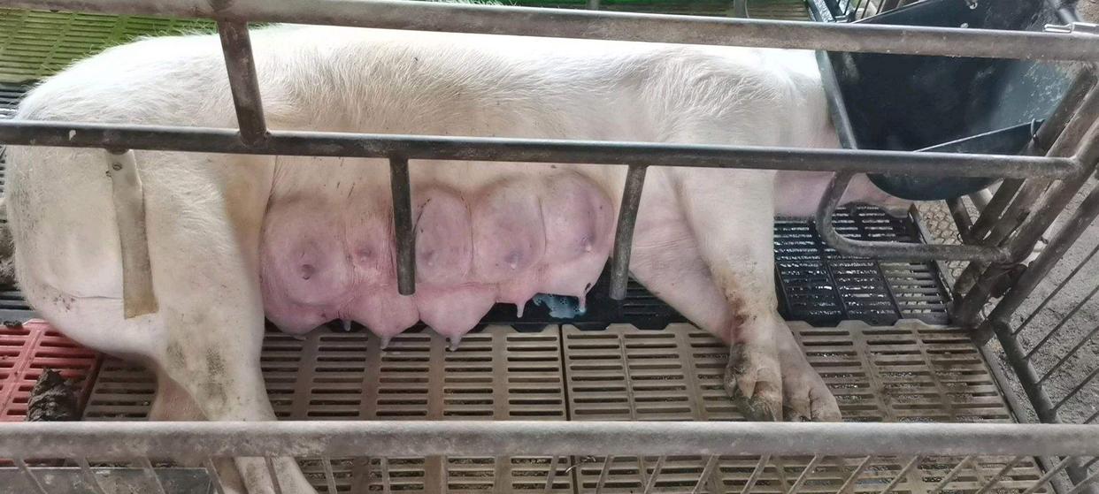 母猪