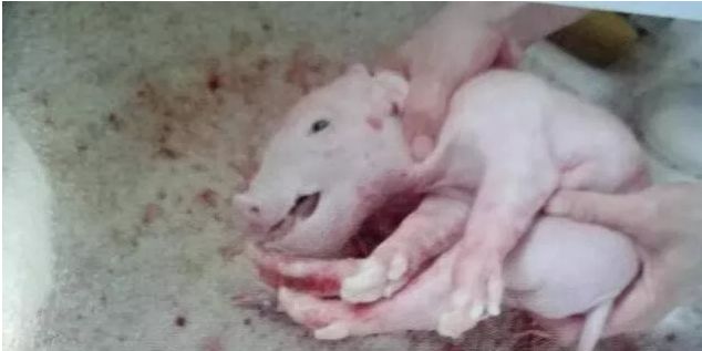 假死小猪急救七步法，蹭蹭提升新生仔猪成活率！