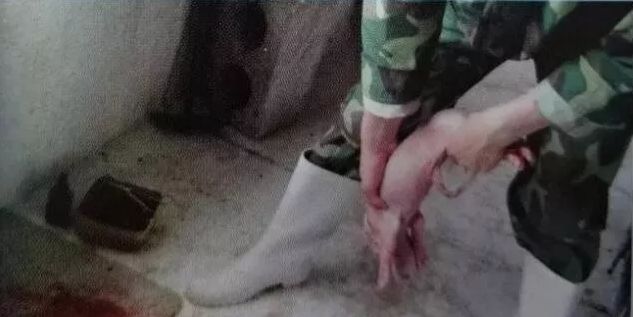 假死小猪急救七步法，蹭蹭提升新生仔猪成活率！