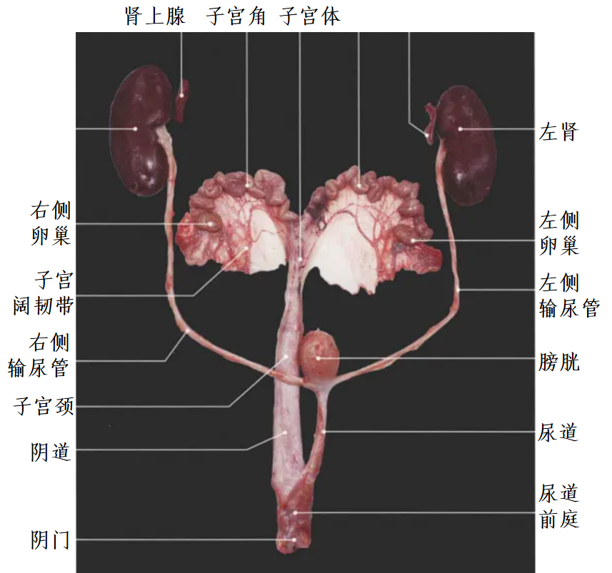 泌尿生殖道的解剖图