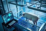 养猪也疯狂！AI技术正在颠覆这个传统行业