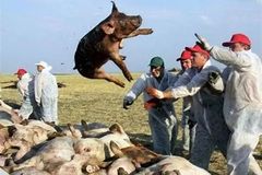 超7.6万头猪只死亡！养户必看非瘟防控指南，避免惨重损失
