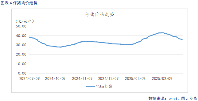 仔猪行情