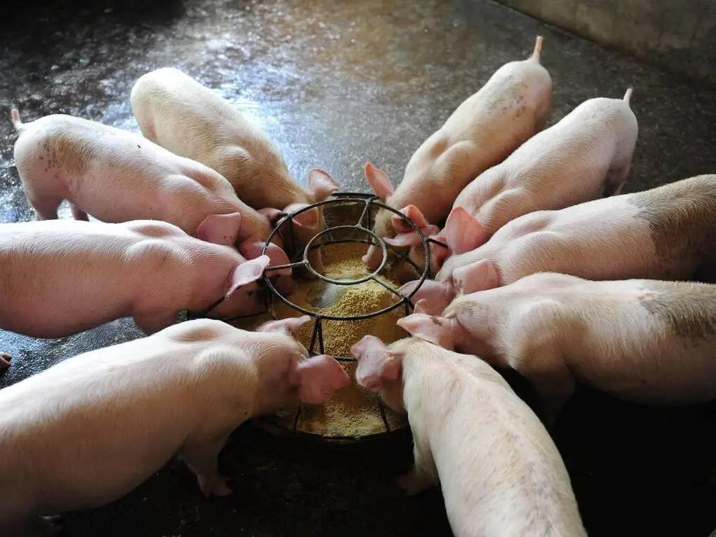 降低养猪场料肉比的策略有哪些？