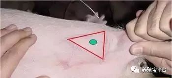 给猪注射：这7种方式和4大事项必掌握！